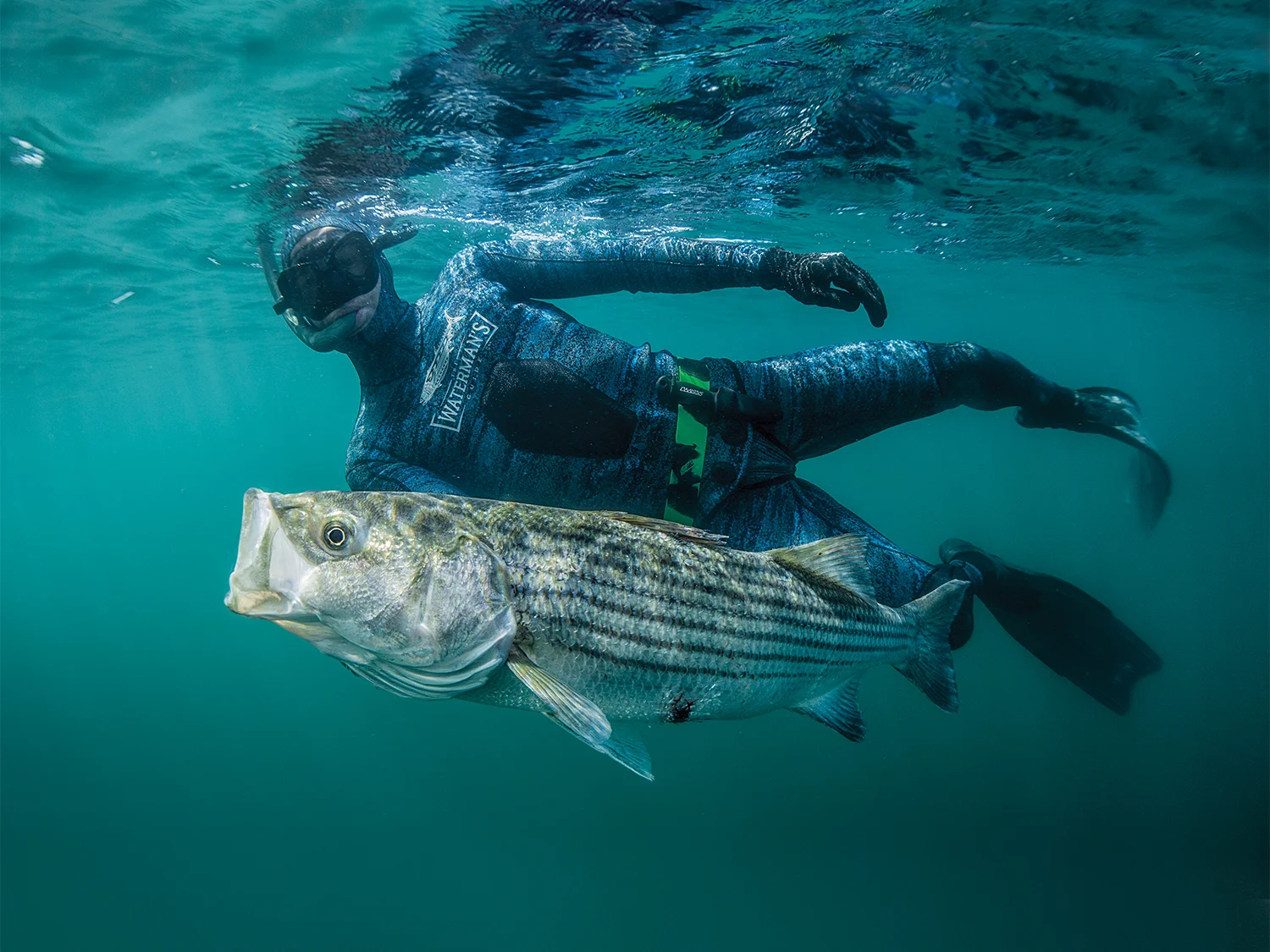 How to start spearfishing?