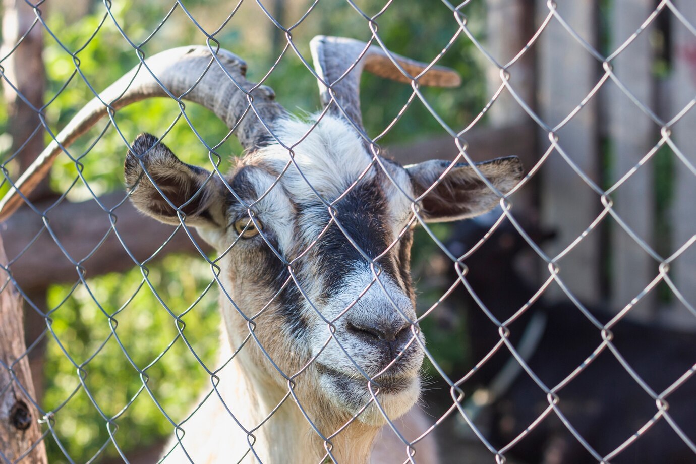 Steel Deer Fencing: Heavy-Duty Protection for High-Traffic Areas