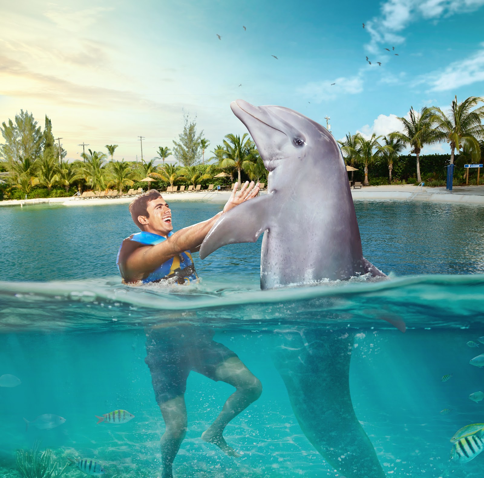 Discover the Wonders of Dolphin Discovery Grand Cayman