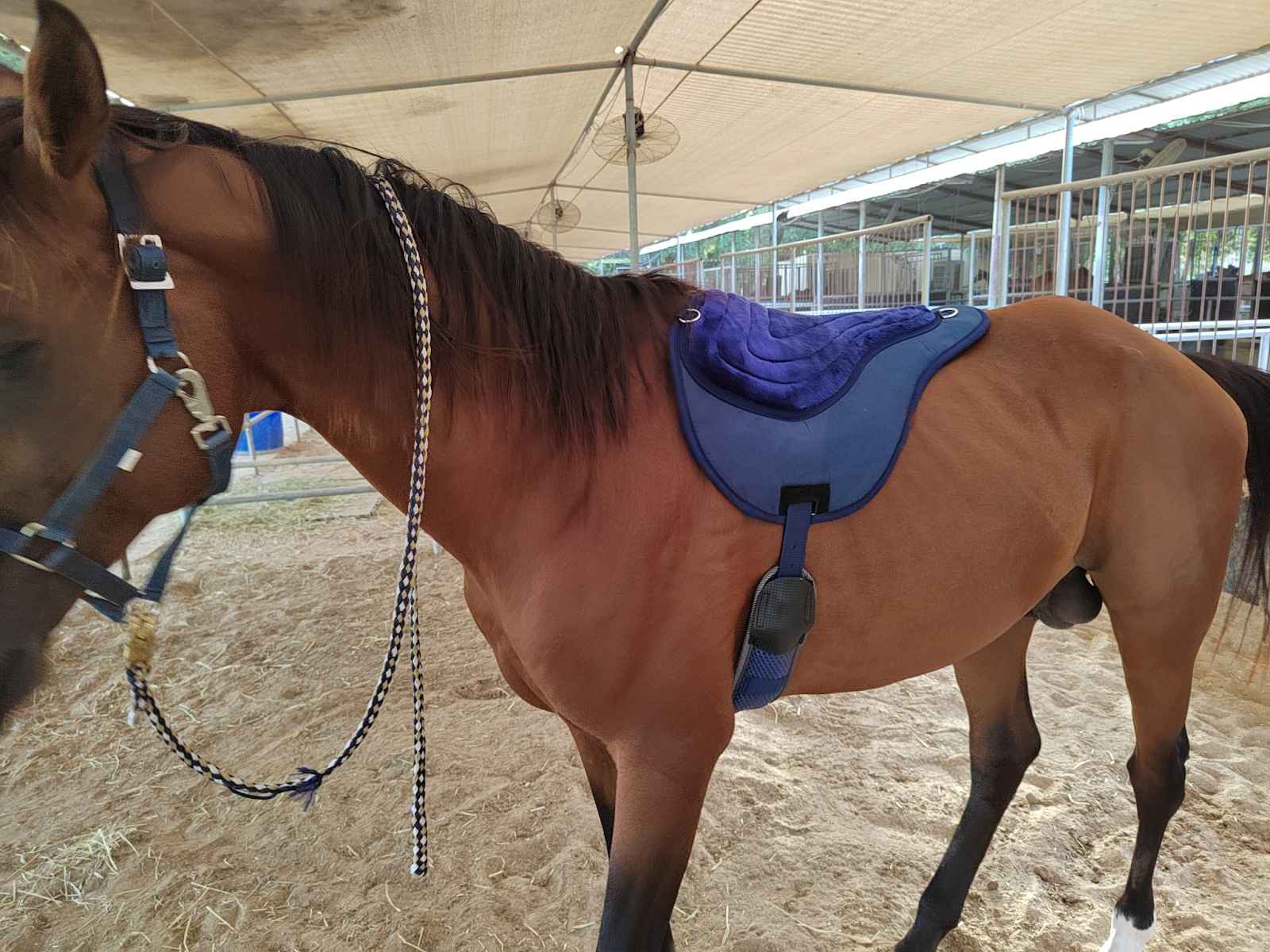 How Bareback Saddle Pads Improve Rider Stability and Horse Comfort