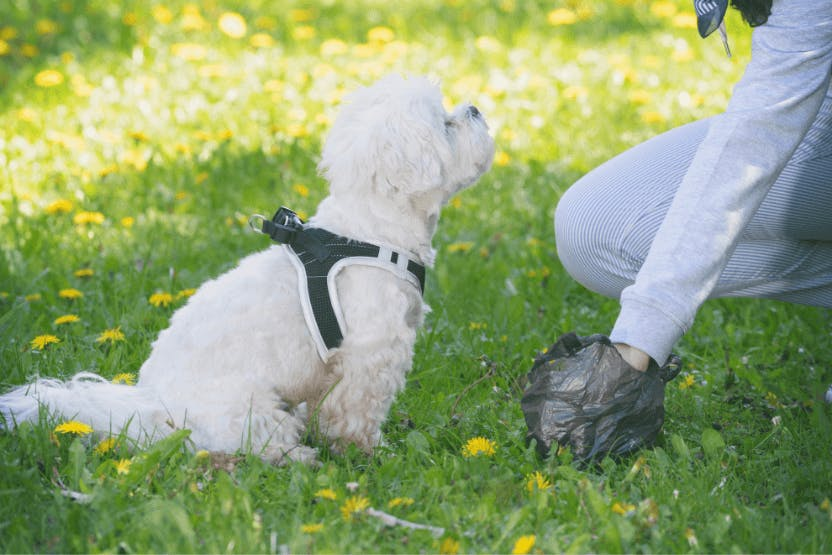 How Biodegradable Pet Waste Bags Are a Smart Choice for Responsible Pet Owners