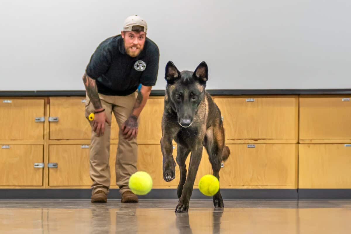 What Are the Top Benefits of In-Home Dog Trainers?