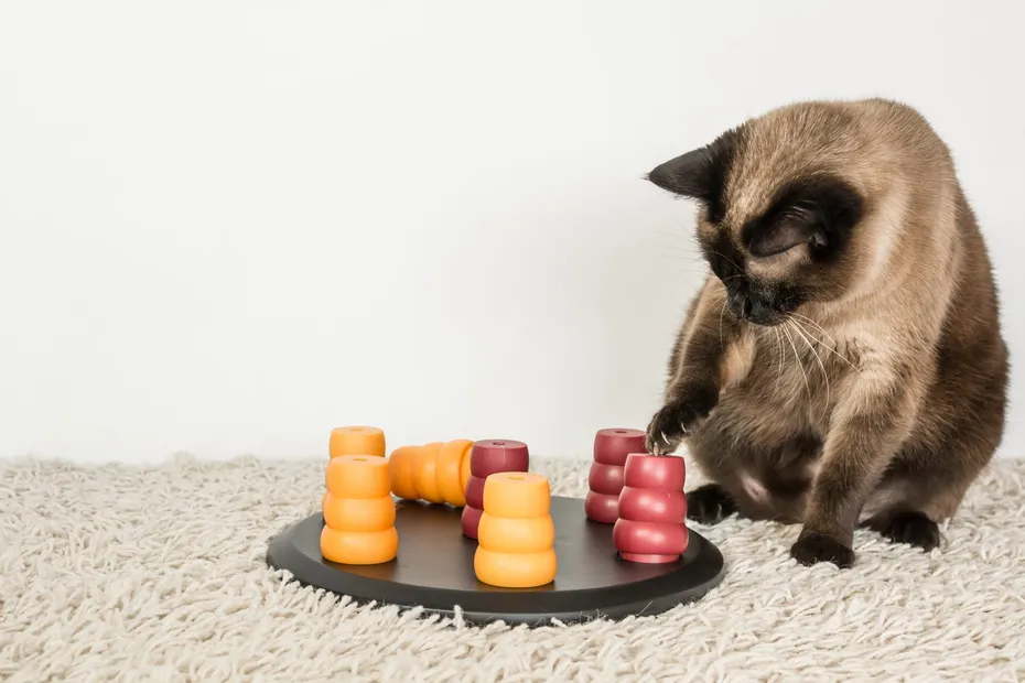 Lonely House Cats: Add Enrichment Throughout Their Day