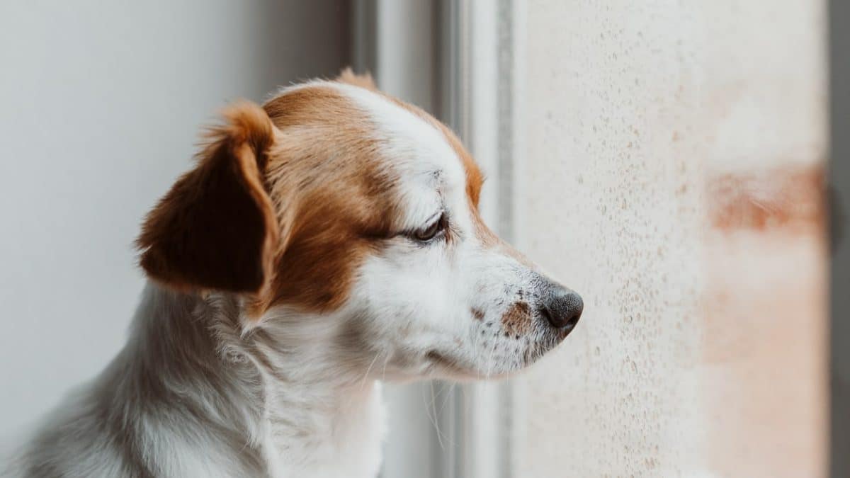 Anxious Dogs During Thunderstorms: Create Safe Spaces During Noise