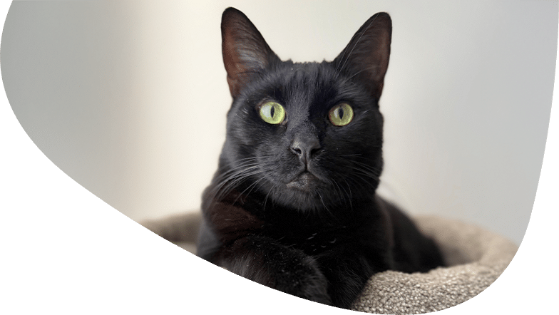 Nervous Cats Around Guests: Give Them Quiet, Safe Spaces