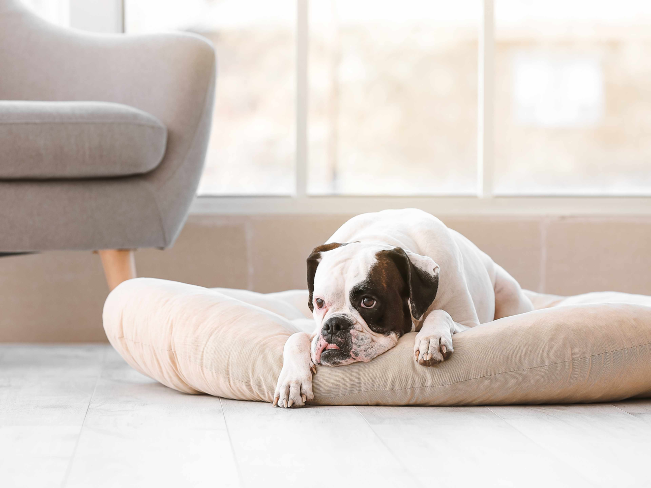 Nervous Pets Moving: Keep Familiar Routines During Transition