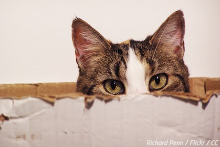 Nervous Cats Moving - Create Familiar Spaces During Transition