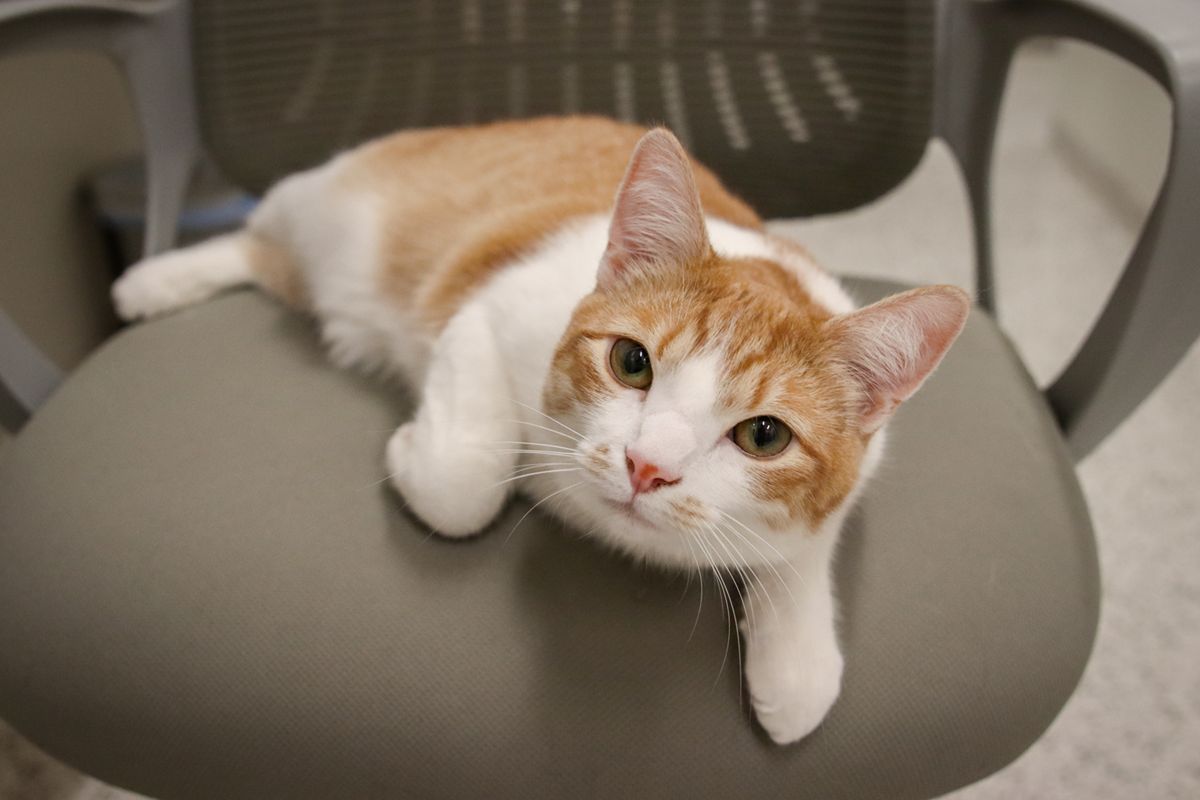 Destructive Cat Scratching – Redirect Behavior Toward Better Surfaces