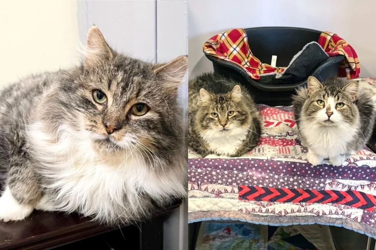 Fearful Shelter Cats – Build Trust With Quiet Spaces
